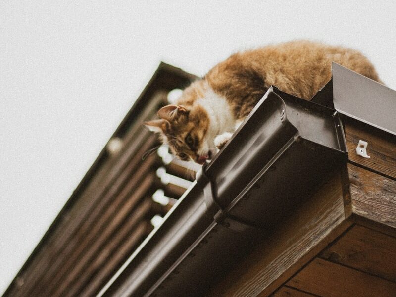orange tabby cat on roof